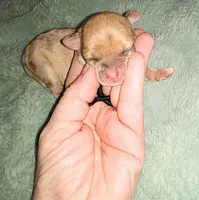 Wilma G1, a female Chihuahua for sale in Sebring, OH – Photo 2 of 4