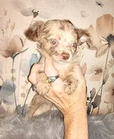 LC boy bi merle lavender, a male Chihuahua for sale in Sebring, OH – Photo 2 of 10