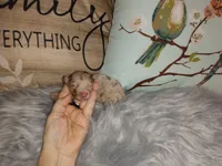 LC boy bi merle lavender, a male Chihuahua for sale in Sebring, OH – Photo 7 of 10