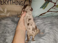 LC boy bi merle lavender, a male Chihuahua for sale in Sebring, OH – Photo 8 of 10