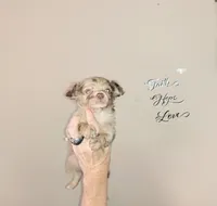 LC boy bi merle lavender, a male Chihuahua for sale in Sebring, OH – Photo 4 of 10