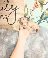 LC boy bi merle lavender, a male Chihuahua for sale in Sebring, OH – Photo 5 of 10