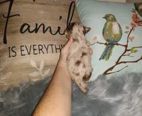 LC boy bi merle lavender, a male Chihuahua for sale in Sebring, OH – Photo 9 of 10