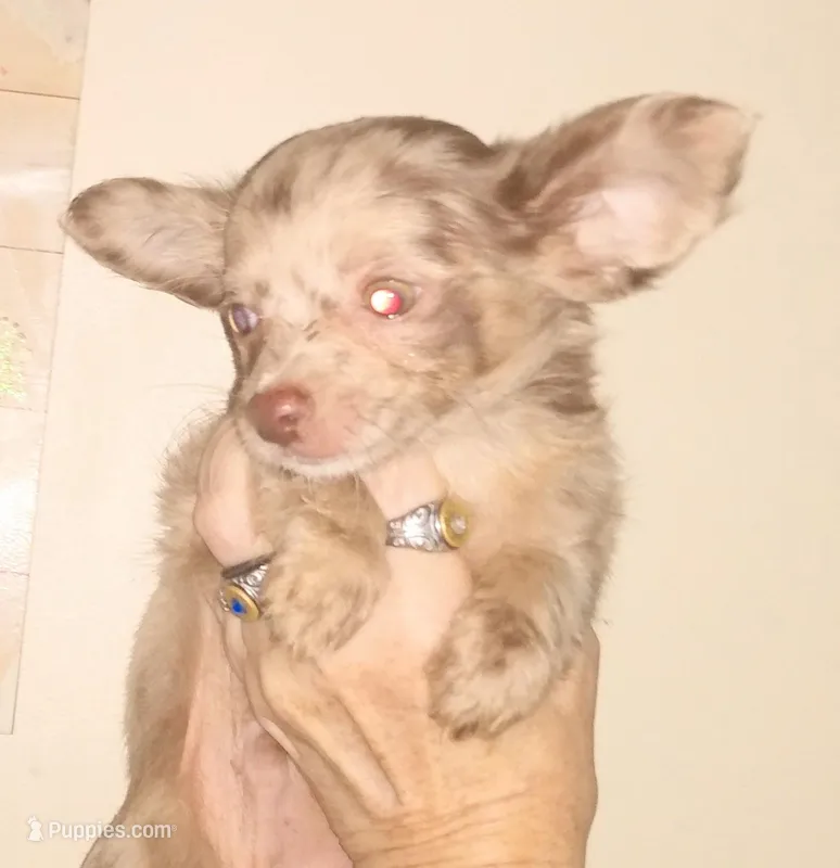 LC boy bi merle lavender, a male Chihuahua for sale in Sebring, OH – Photo 1 of 10