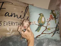 LC boy bi merle lavender, a male Chihuahua for sale in Sebring, OH – Photo 6 of 10