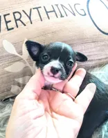 Clover, a female Chihuahua for sale in Sebring, OH – Photo 3 of 6