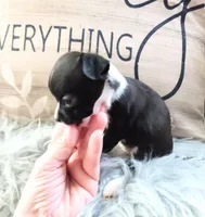 Clover, a female Chihuahua for sale in Sebring, OH – Photo 2 of 6