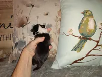 Clover, a female Chihuahua for sale in Sebring, OH – Photo 4 of 6