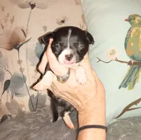 Clover, a female Chihuahua for sale in Sebring, OH – Photo 5 of 6