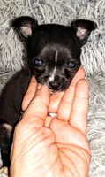 Nickie, a male Chihuahua for sale in Sebring, OH – Photo 1 of 4