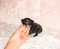 Nickie, a male Chihuahua for sale in Sebring, OH – Photo 4 of 4