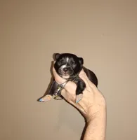 Nickie, a male Chihuahua for sale in Sebring, OH – Photo 3 of 4