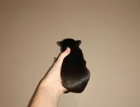 Nickie, a male Chihuahua for sale in Sebring, OH – Photo 2 of 4