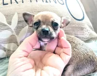 Sable, a female Chihuahua for sale in Sebring, OH – Photo 2 of 5