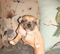 Sable, a female Chihuahua for sale in Sebring, OH – Photo 3 of 5