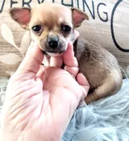 Sable, a female Chihuahua for sale in Sebring, OH – Photo 1 of 5