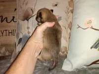 Sable, a female Chihuahua for sale in Sebring, OH – Photo 4 of 5