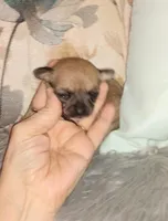 Sable, a female Chihuahua for sale in Sebring, OH – Photo 5 of 5