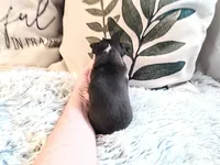 Penelope's girl3, a female Chihuahua for sale in Sebring, OH – Photo 2 of 3