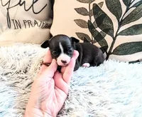 Penelope's girl3, a female Chihuahua for sale in Sebring, OH – Photo 1 of 3