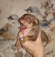 Hazel's boys, a male Chihuahua for sale in Sebring, OH – Photo 2 of 4