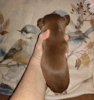 Hazel's boys, a male Chihuahua for sale in Sebring, OH – Photo 3 of 4