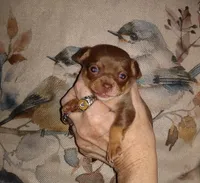 Hazel's boys, a male Chihuahua for sale in Sebring, OH – Photo 4 of 4