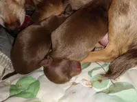 Hazel's boys, a male Chihuahua for sale in Sebring, OH – Photo 1 of 4