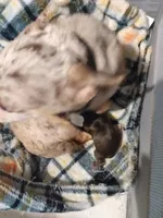 Mochita, a female Chihuahua for sale in Sebring, OH – 2 of 4