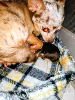 Mochita, a female Chihuahua for sale in Sebring, OH – 3 of 4