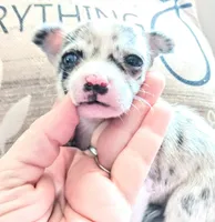 Wilmer, a male Chihuahua for sale in Sebring, OH – Photo 2 of 5