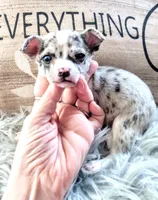 Wilmer, a male Chihuahua for sale in Sebring, OH – Photo 1 of 5