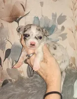 Wilmer, a male Chihuahua for sale in Sebring, OH – Photo 3 of 5