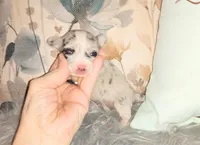 Wilmer, a male Chihuahua for sale in Sebring, OH – Photo 4 of 5