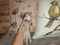 Wilmer, a male Chihuahua for sale in Sebring, OH – Photo 5 of 5