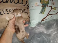 LC Merle tri boy long coat, a male Chihuahua for sale in Sebring, OH – Photo 9 of 10