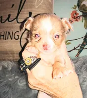 LC Merle tri boy long coat, a male Chihuahua for sale in Sebring, OH – Photo 5 of 10