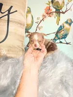 LC Merle tri boy long coat, a male Chihuahua for sale in Sebring, OH – Photo 4 of 10