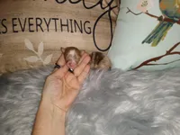 LC Merle tri boy long coat, a male Chihuahua for sale in Sebring, OH – Photo 7 of 10