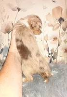 LC Merle tri boy long coat, a male Chihuahua for sale in Sebring, OH – Photo 3 of 10