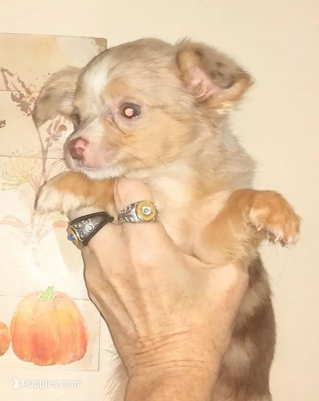 LC Merle tri boy long coat