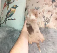 LC Merle tri boy long coat, a male Chihuahua for sale in Sebring, OH – Photo 10 of 10