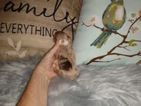 LC Merle tri boy long coat, a male Chihuahua for sale in Sebring, OH – Photo 8 of 10