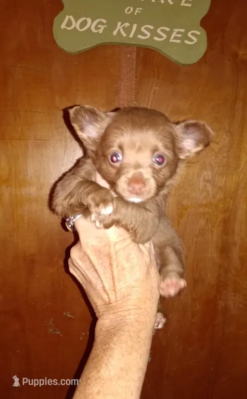 Chocolate boy LC, a male Chihuahua for sale in Sebring, OH – Photo 1 of 2