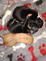 Sofia's girl2, a female Chihuahua for sale in Sebring, OH – Photo 2 of 2