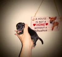 Sofia's girl2, a female Chihuahua for sale in Sebring, OH – Photo 1 of 2