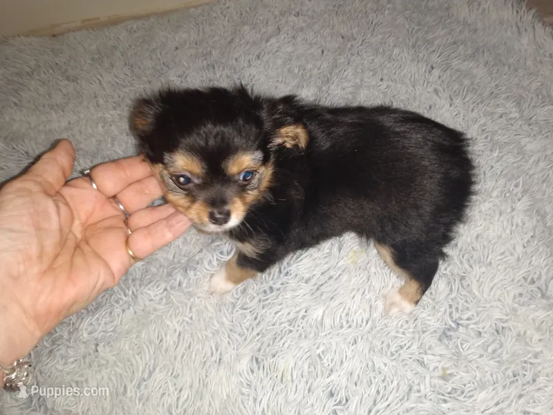 Sonny – Chihuahua puppy for sale in Sebring, OH