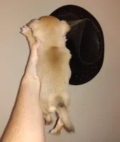 Sable girl smooth, a female Chihuahua for sale in Sebring, OH – Photo 2 of 2