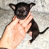 Penny, a female Chihuahua for sale in Sebring, OH – Photo 1 of 5