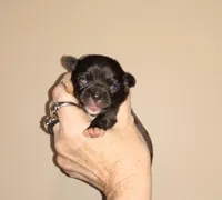Penny, a female Chihuahua for sale in Sebring, OH – Photo 4 of 5